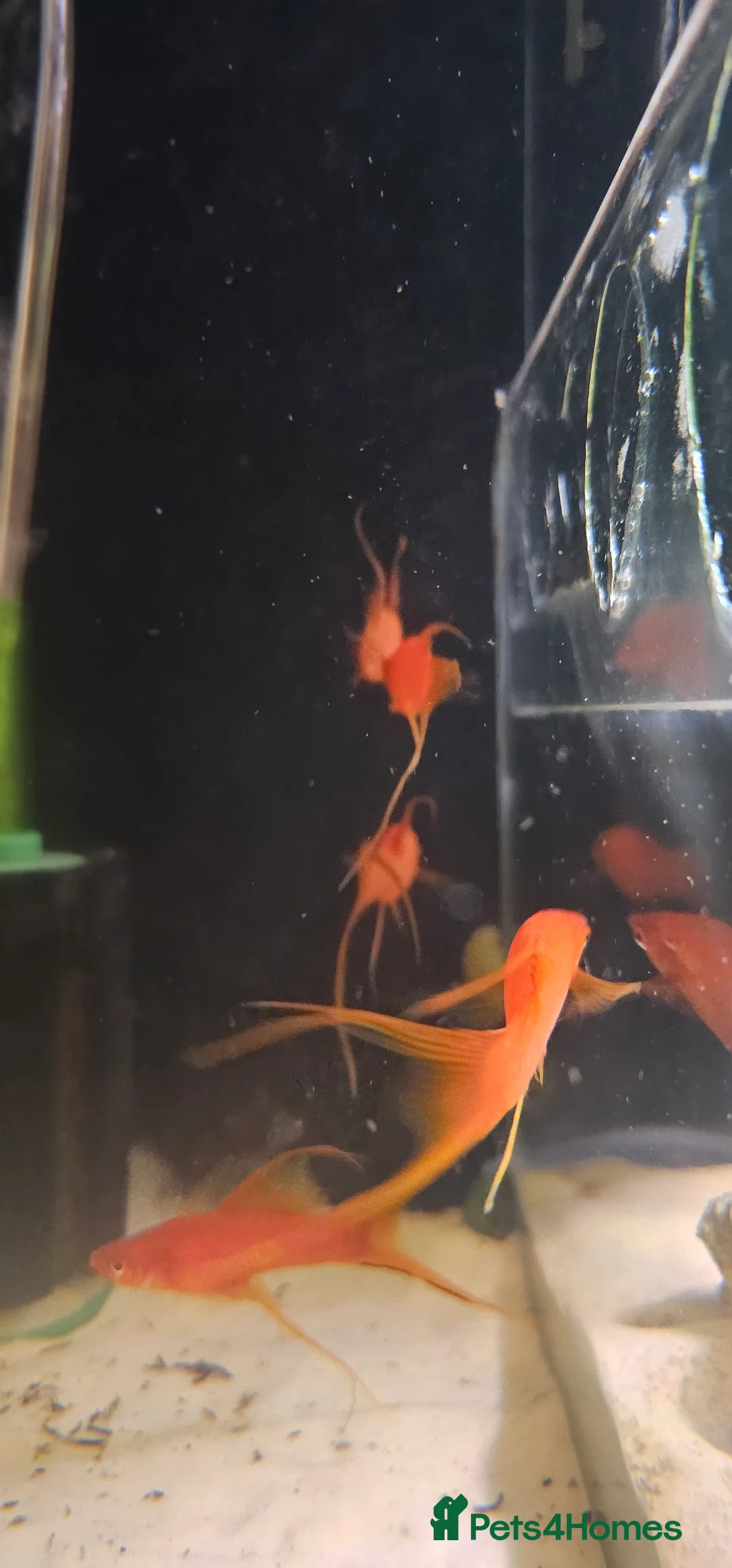 Swordtails fish for sale: Lyretail Male Adult Swordtails – Homebred - Advert 4