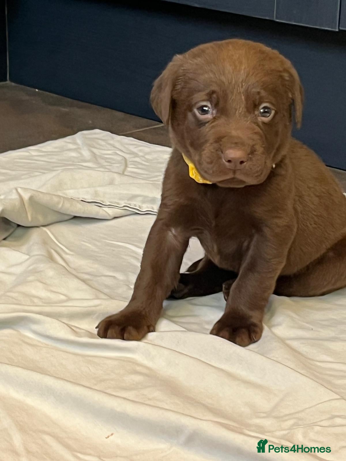 Labrador Retriever dogs Chocolate Labrador Puppies - Advert 13