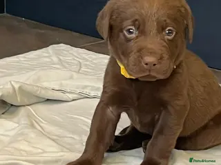Labrador Retriever dogs Chocolate Labrador Puppies - Advert 13