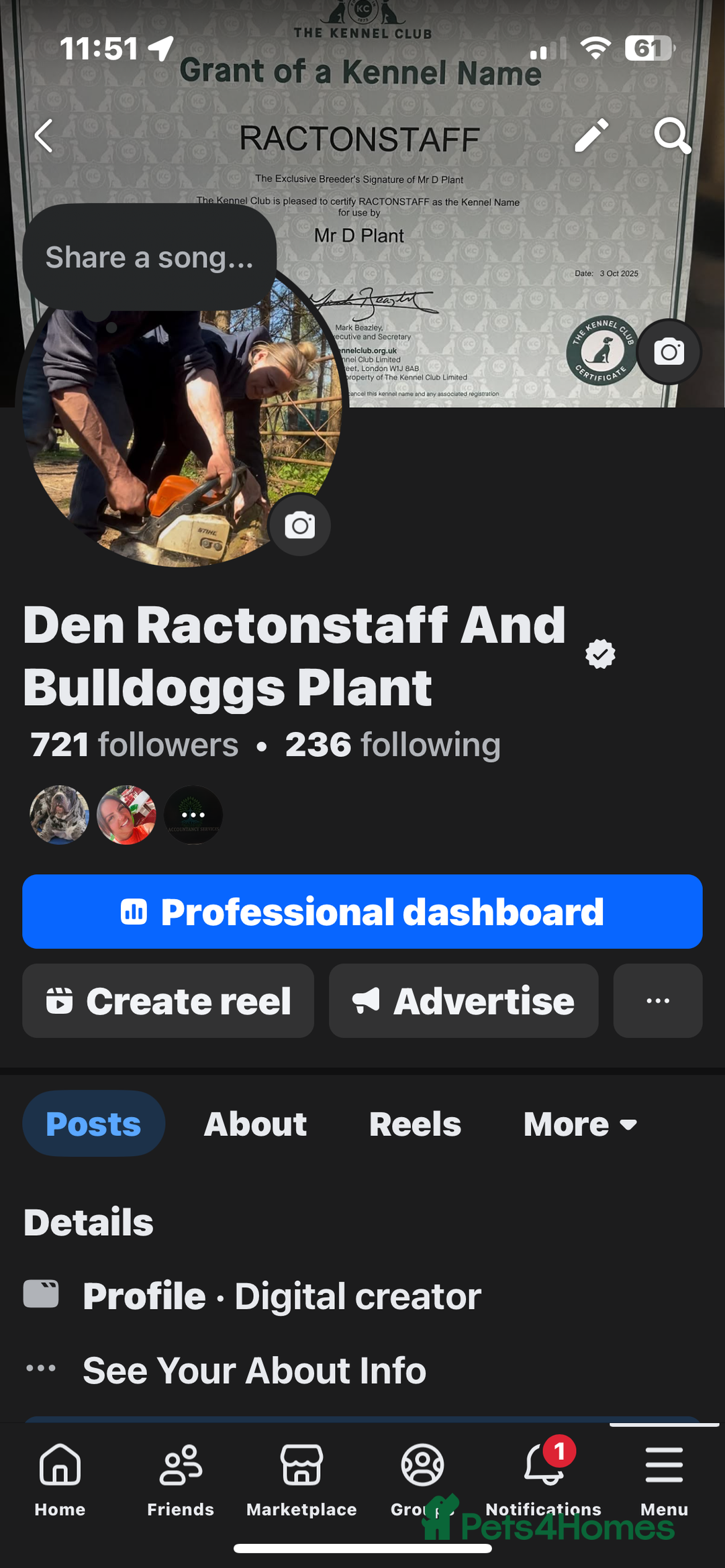 Staffordshire Bull Terrier dogs for sale: Six stunning Staffordshire bull terrier pups  - Image 13