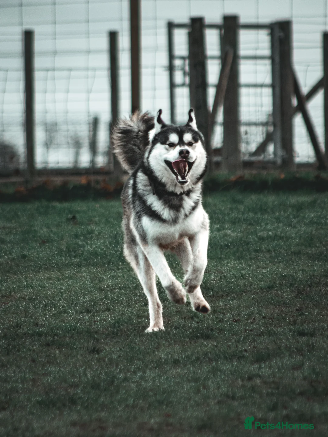 Alaskan Malamute dogs for stud: Stunning Stud Alaskan Malamute x Akita  - Advert 3