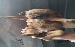 Mixed Breed dogs for sale: Beautiful puppy's 2 girls 2 boys - Image 3