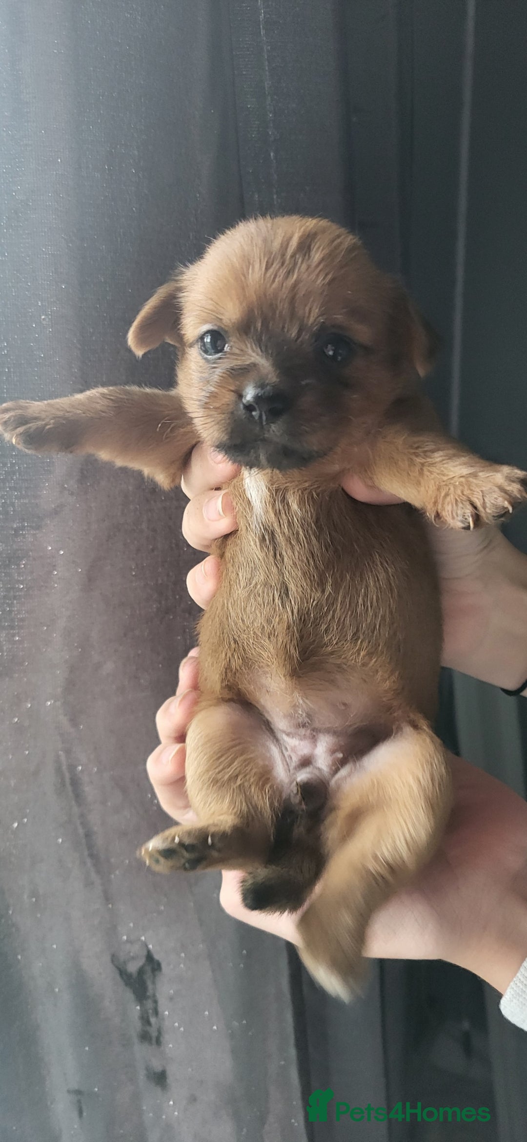 Mixed Breed dogs for sale: Beautiful puppy's 2 girls 2 boys - Image 3