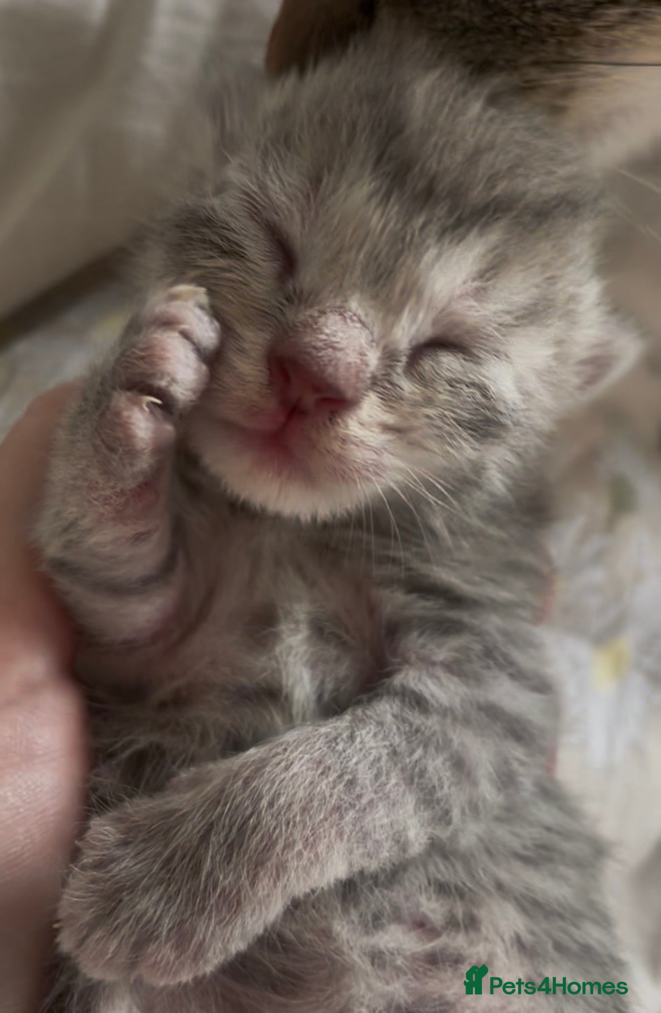 Mixed Breed cats 1 grey female 4 tabby female kittens - Advert 6