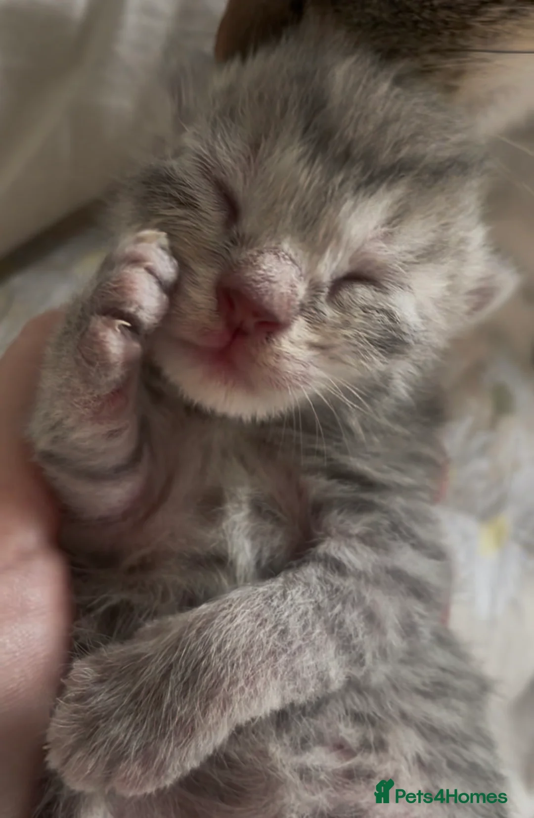Mixed Breed cats for sale: 1 grey female 4 tabby female kittens - Advert 1