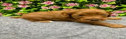 Cockapoo dogs for sale: Beautiful Loving Cockerpoo’s in London - Advert 10