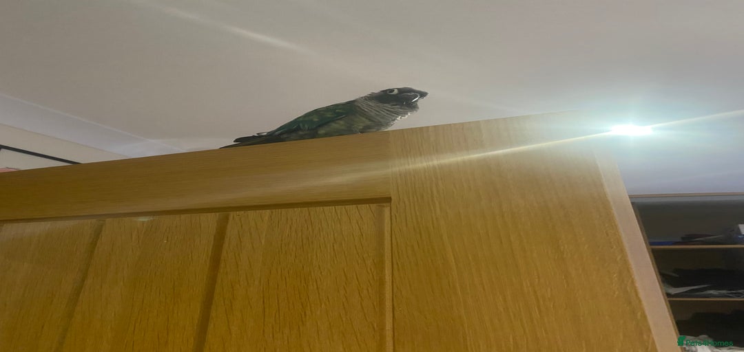 Gallery Image {{count}}