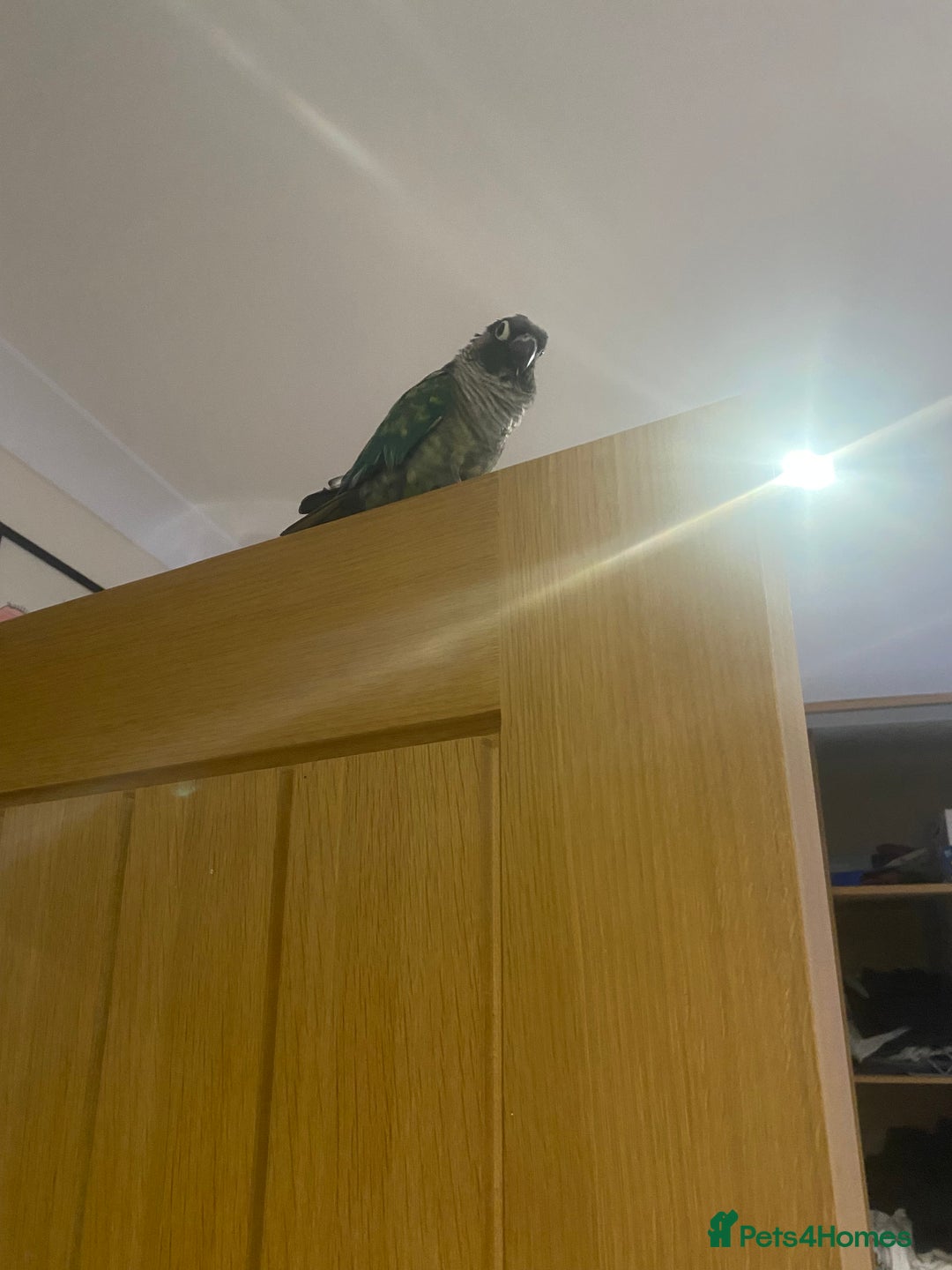 Gallery Image {{count}}