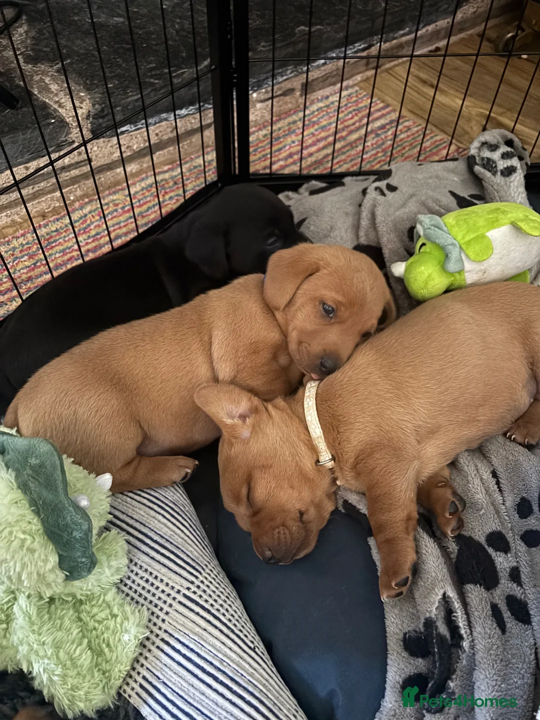 Borador dogs for sale: Fox Red Labrador  Cross Border Collie  in Wellington - Advert 15