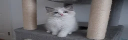 Ragdoll cats for sale: Champion European R-Bloodline Ragdoll Kittens - Advert 19