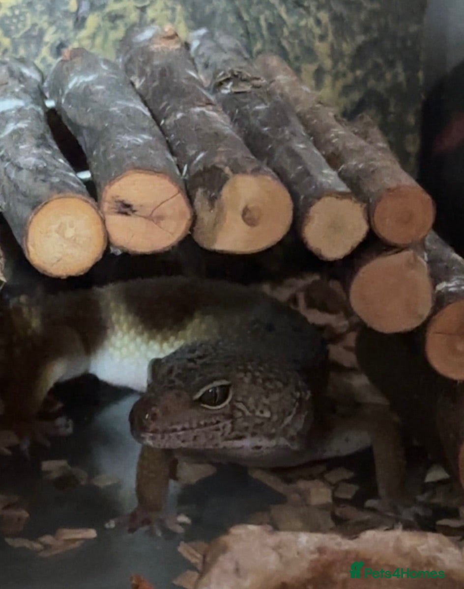 Leopard Gecko reptiles Leopard gecko  - Advert 1