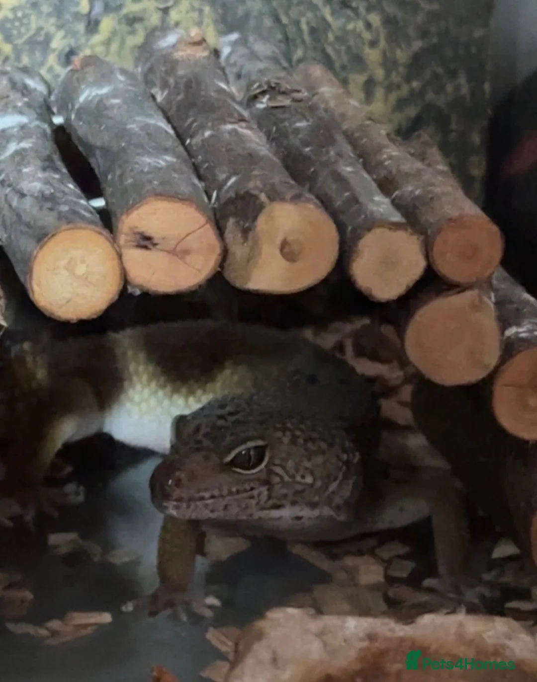 Leopard Gecko reptiles for sale: Leopard gecko  - Advert 1