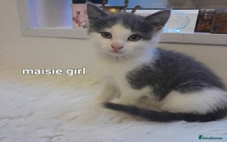 Siamese cats for sale: Bi colour blue and white kittens - Image 20