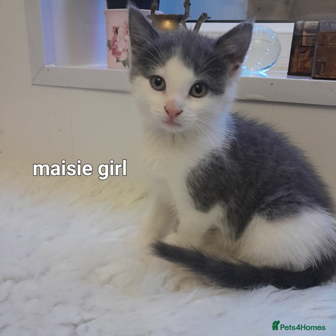 Siamese cats for sale: Bi colour blue and white kittens - Image 20