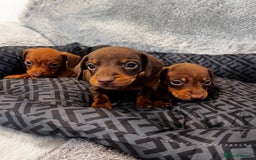 Miniature Dachshund dogs for sale: Miniature dachshund  - Image 2