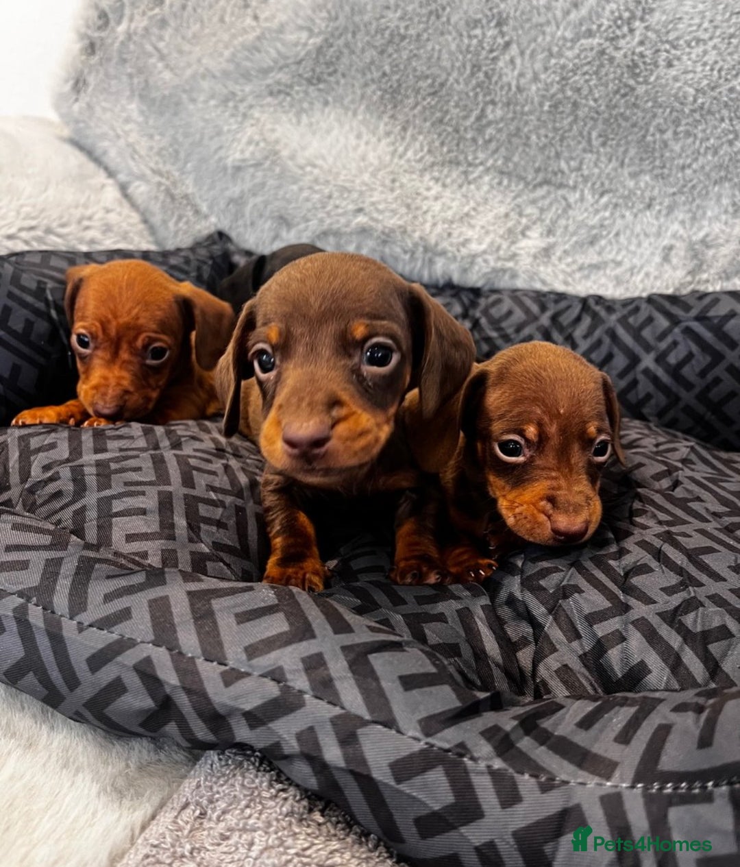 Miniature Dachshund dogs for sale: Miniature dachshund  - Image 2
