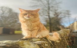 Maine Coon cats for sale: Beautiful Maine Coon babies - Image 21