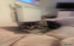 Mixed Breed cats for sale: Two male kittens available  - Image 2