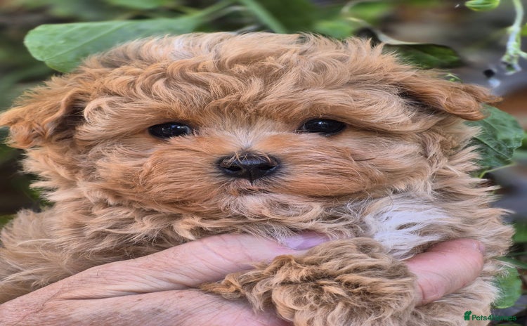 Maltipoo dogs - Advert 3