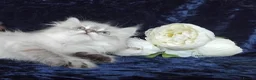 Siberian cats for sale: Siberian Kittens For Sale  - Advert 13