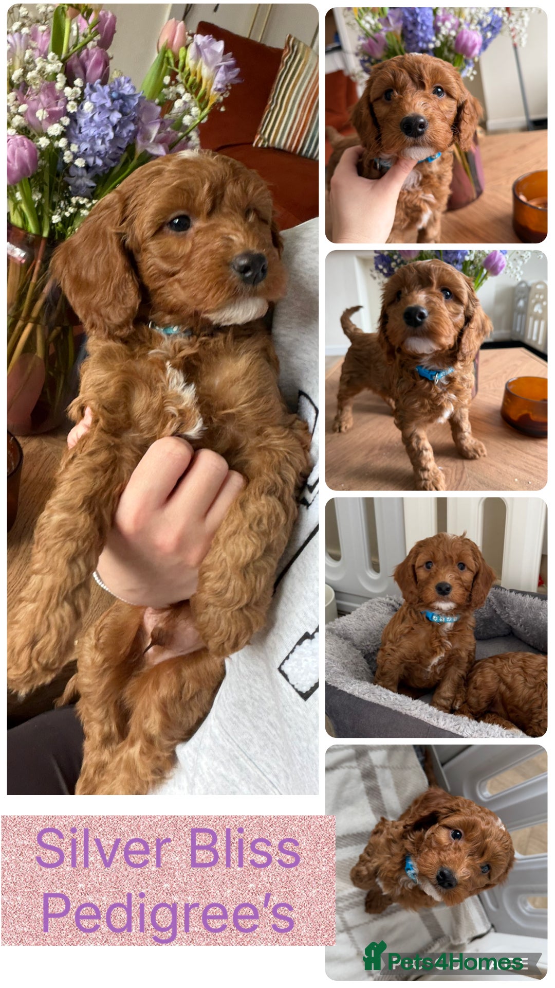 Cockapoo dogs 🌸🌸Extensively health tested F1 Cockapoo’s🌸🌸 - Advert 5