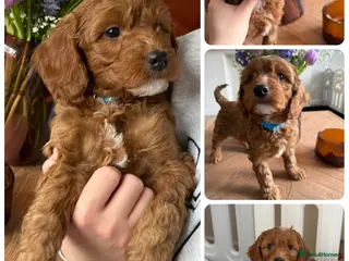 Cockapoo dogs 🌸🌸Extensively health tested F1 Cockapoo’s🌸🌸 - Advert 5