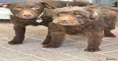 Patterdale Terrier dogs - Advert 6