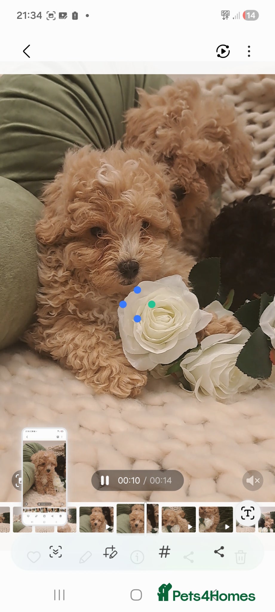 Cavapoo dogs 🐶 Vet Checked/Vacinated Cavapoo Puppies  - Advert 18