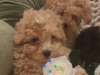 Cavapoo dogs 🐶 Vet Checked/Vacinated Cavapoo Puppies - Advert 18