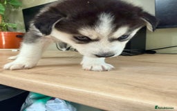 Siberian Husky dogs for sale: SIBERIAN HUSKY  - Image 21