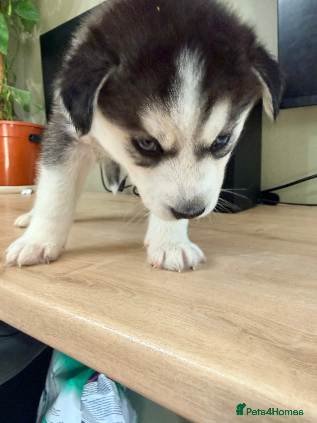 Siberian Husky dogs for sale: SIBERIAN HUSKY  - Image 21