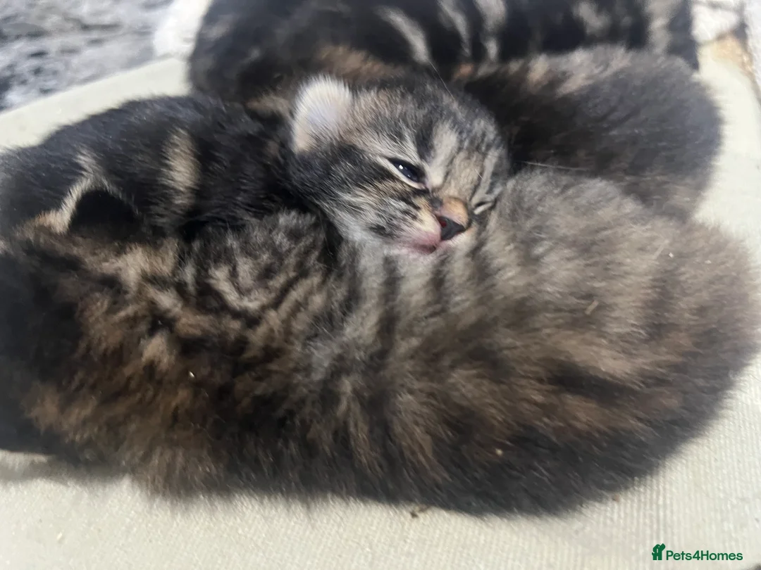 Bengal cats for sale: Bengal x kittens  - Advert 1