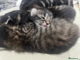 Bengal cats Bengal x kittens - Advert 2