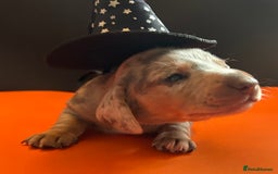 Miniature Dachshund dogs for sale: Mini dachshund puppies 6 weeks - Advert 34