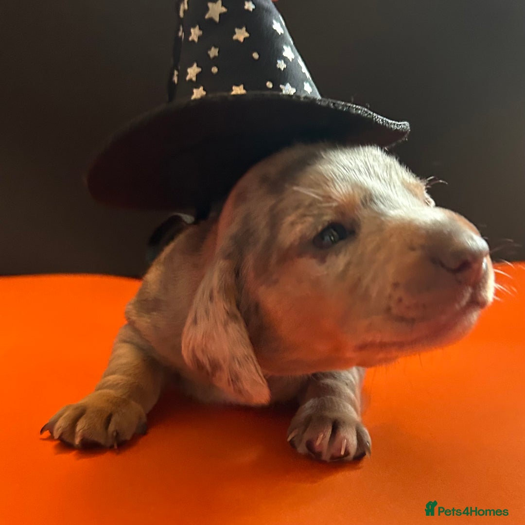 Miniature Dachshund dogs for sale: Mini dachshund puppies 6 weeks - Advert 34