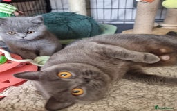 British Shorthair cats for sale: 3 Left Blue BSH Kittens Healthy GCCF Pedigree  - Image 2