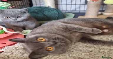 British Shorthair cats - Advert 9