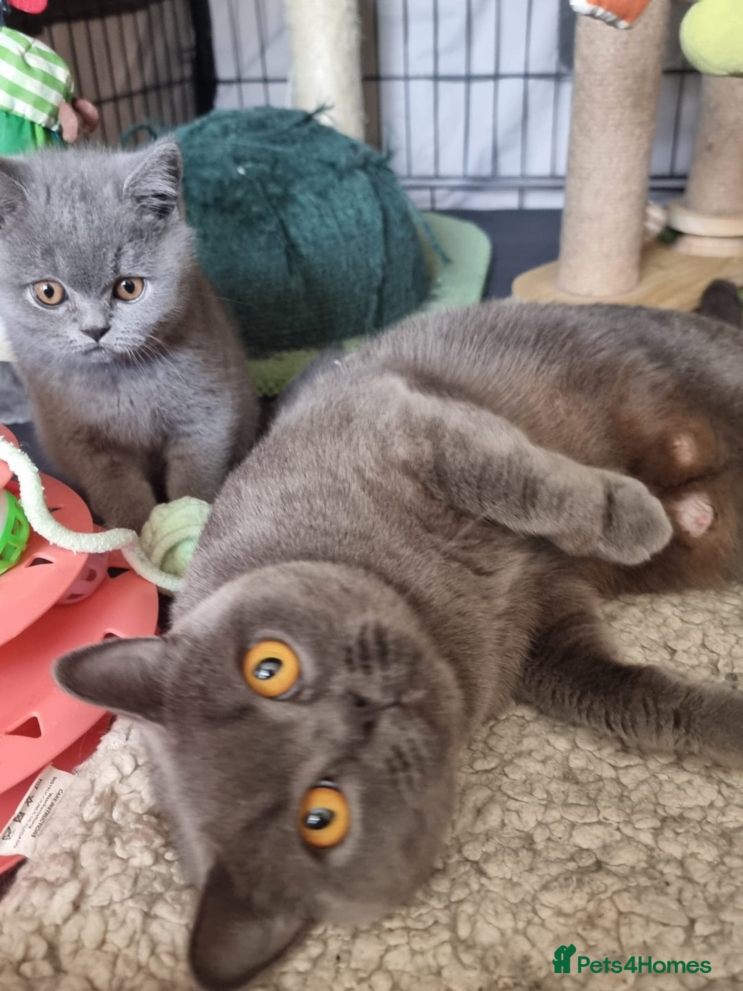 British Shorthair cats for sale: 3 Left Blue BSH Kittens Healthy GCCF Pedigree  - Image 2