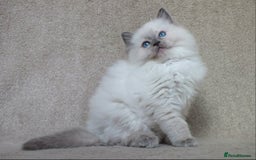 Ragdoll cats for sale: GCCF PET/ACTIVE KITTENS CHAMPION IMP BLOODLINES - Image 15