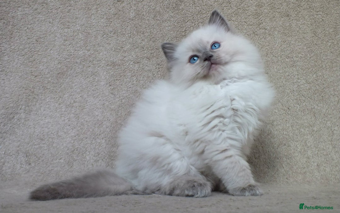 Ragdoll cats for sale: GCCF PET/ACTIVE KITTENS CHAMPION IMP BLOODLINES - Image 15