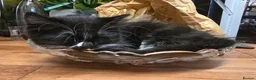 Turkish Angora cats for sale: 5 wonderful fur babies (4girls,1boy) - Advert 21