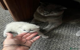 British Shorthair cats for sale: British short haired kittens  - Image 2