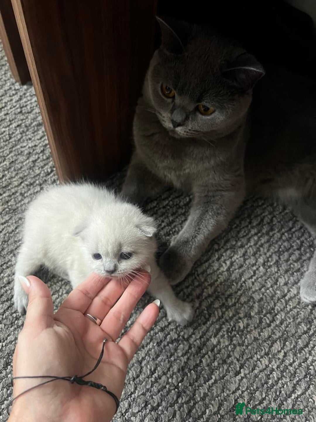 British Shorthair cats for sale: British short haired kittens  - Image 2