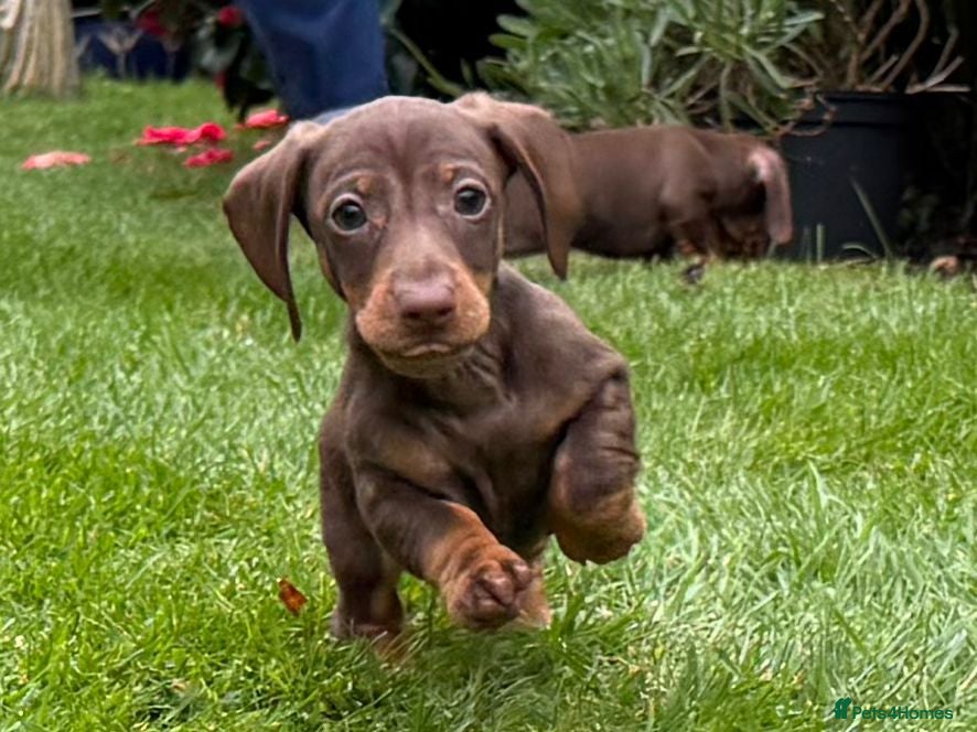 Miniature Dachshund dogs dachshund puppies - Advert 2