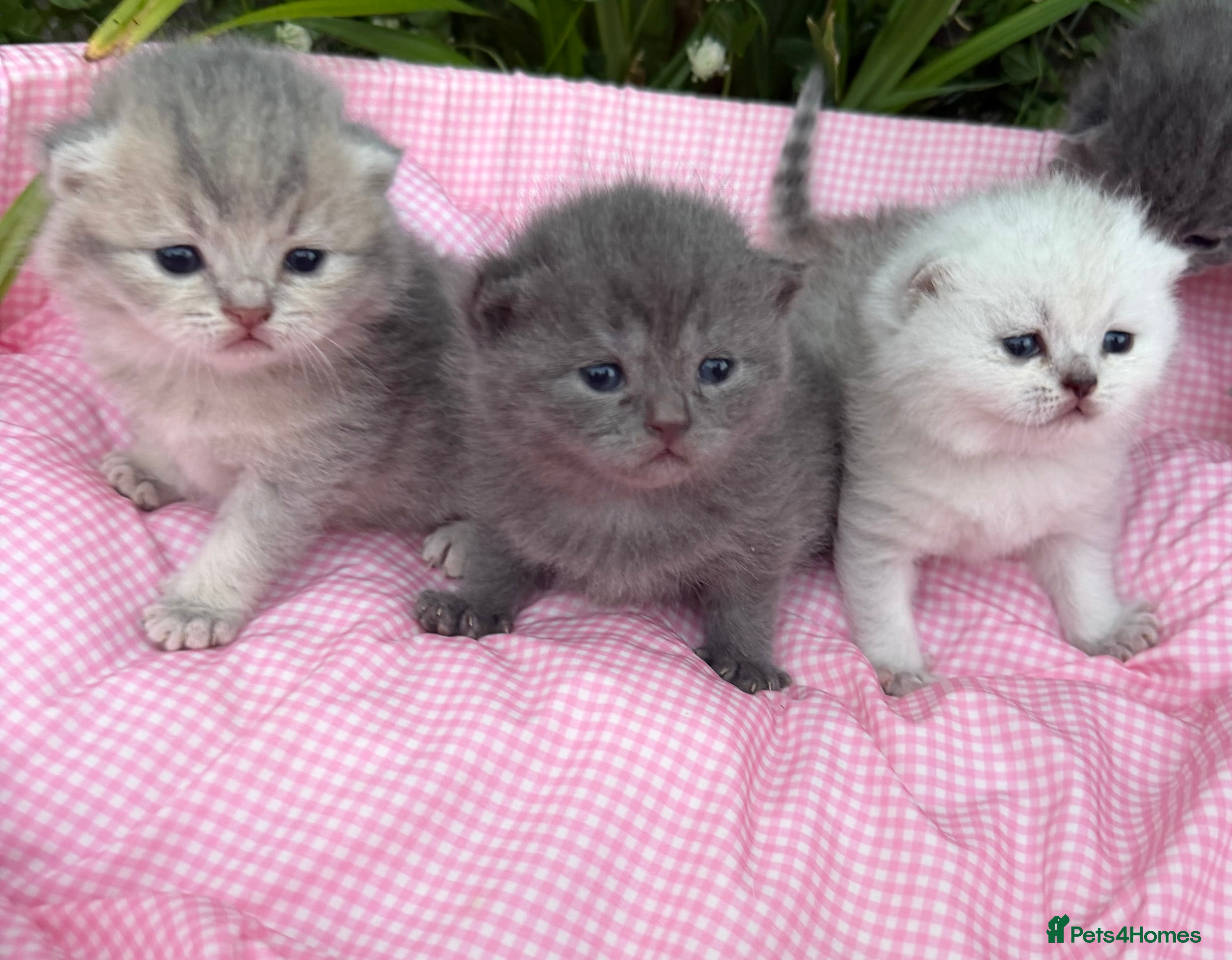 Scottish Fold cats 💕💕💕❤️❤️Lovely scotish kittens💕💕💕 - Advert 1