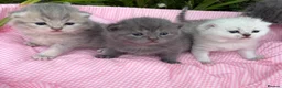 Scottish Fold cats for sale: 💕💕💕❤️❤️Lovely scotish kittens💕💕💕 in Nottingham - Advert 14