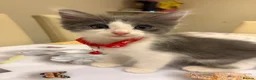 Turkish Angora cats for sale: Mix Turkish Angora kitten - Advert 34