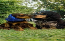 Cocker Spaniel dogs for sale: Show Cocker Spaniel pups KC reg - Image 21