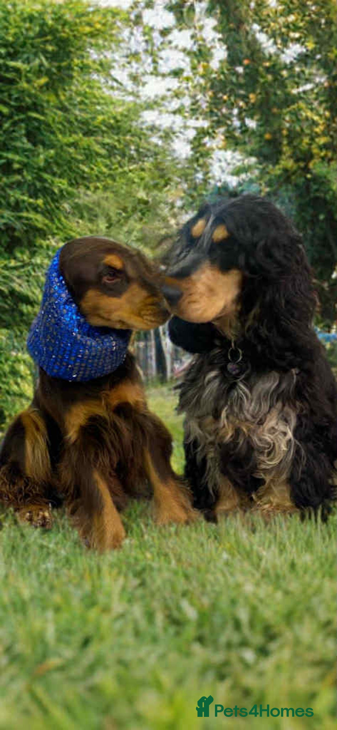 Cocker Spaniel dogs for sale: Show Cocker Spaniel pups KC reg - Image 21
