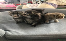Bengal cats for sale: Kittens for sale  in Maesteg - Image 13